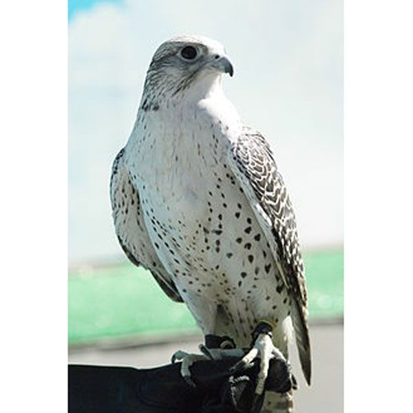 gyrfalcon.jpg